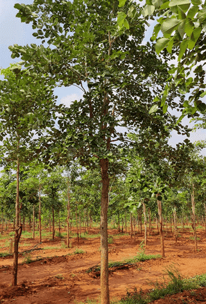 134 Sq.Yd Residential Plot for Sale in Erragadda