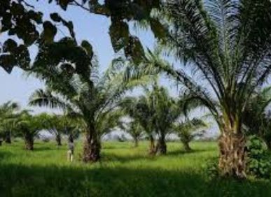 Farmland for sale by greenfield in Kommireddipalli