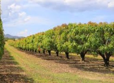 Farmland for sale by greenfield in Nandipet